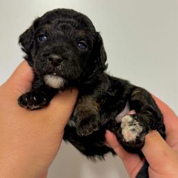 Nick - Tri-color male Bernedoodle puppy in Miami, Florida from Jade’s Paws & Co. Of Miami LLC
