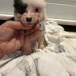 Rose - Black and tan female Pembroke Welsh Corgi puppy in Decatur, Texas from Bar S Corgis
