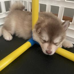 Pomsky Puppies from Blue Sky Pomsky