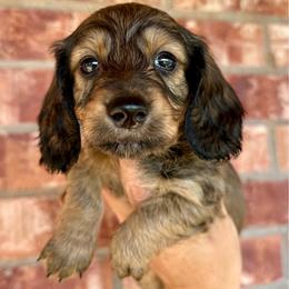 Duke - Cream male Dachshund puppy in Deming, New Mexico from FoxieDoxies of New Mexico