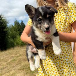 Wrangler - Black and tan male Pembroke Welsh Corgi puppy in Aberdeen, Washington from Coastal country Farms