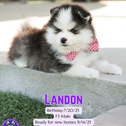Landon - Black and white male Pomsky puppy in Humeston, Iowa from M.A.R. Dogs