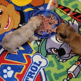 Dachshund Puppies from CLARK'S BREEDING PROGRAM