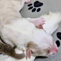Bonnie - White and gold female Border Collie puppy in Ashford, Alabama from Double4farms