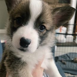 Pembroke Welsh Corgi Puppies from Siclair Crowns Corgis