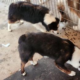 Olaff - Black male Working Dog Cross puppy in Nevada, Missouri from Briarwood Collies