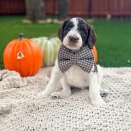 Doyle - Chocolate male Goldendoodle puppy in Dallas County, Texas from Dream A Little Doodle