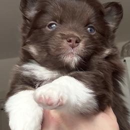 Maple - Chocolate female Pomsky puppy in Avoca, Michigan from Repurposed Paradise Farm