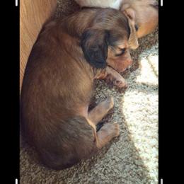 Ares - Cream male Dachshund puppy in Edwards, Missouri from Weiner Warriors