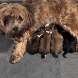Havanese Puppies from Cajun Coast Havanese