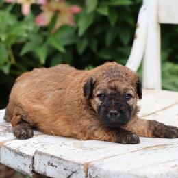 Maisey - Wheaten female Whoodle puppy in West Bend, Iowa from Blue Skies Terriers
