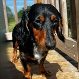 London - Dachshund