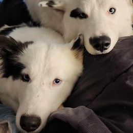 Yakutian Laika puppies from Caldersong Kennels
