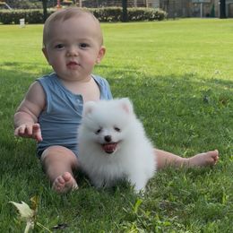 Pomeranian Puppies from Okie Poms