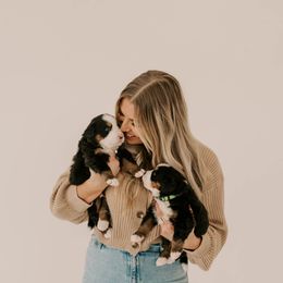 Bernese Mountain Dog Puppies from Swiss Mountain Bernese