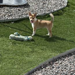 Norwegian Lundehund puppies from Sakari Kennels