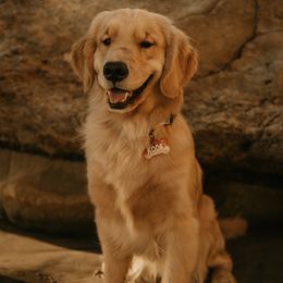 Koda - Golden Retriever
