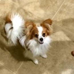 Papillon All Grown Up from Noble's Papillons