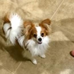 Papillon All Grown Up from Noble's Papillons