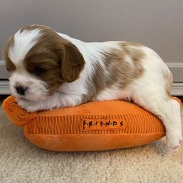 Cavalier King Charles Spaniel Puppies from Cavalier Castle