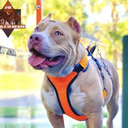 Grace - American Bully