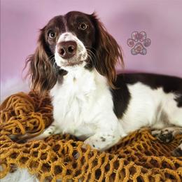 Lucky Charm - Dachshund