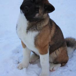 Akita Puppies from Gallant Akitas