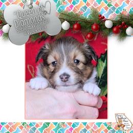 Girl 3 - Queen of Diamonds - Sable and white female Shetland Sheepdog puppy in Elberton, Georgia from Ioney's Southern Paws Shelties, Frenchies, and Yorkies