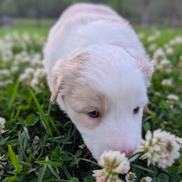 Sierra - White and gold female Border Collie puppy in Ashford, Alabama from Double4farms
