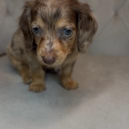 Wednesday - Dapple female Dachshund puppy in Aubrey, Texas from Dollhouse Doxies LLC