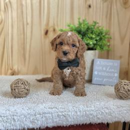 F1B Meet Pierre' - Red male Cavapoo puppy in Centerville, Iowa from Barnyard Dachshunds, Dals & Doodles