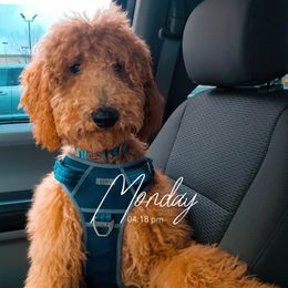 Poodle All Grown Up from Pop's  Poodle Pups