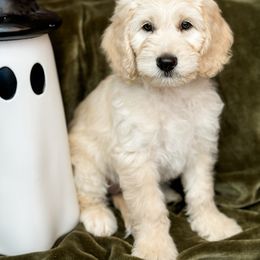 Goldendoodle Puppies from Gentry Doodles