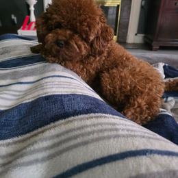 Rufus - Cockapoo