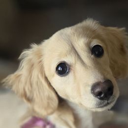Dachshunds from Uptown Doxies LLC
