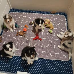 Shetland Sheepdog puppies from Ambrozia Kennels