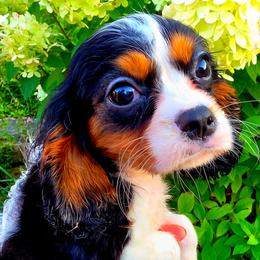 Manhattan aka Manny - Tri-color male Cavalier King Charles Spaniel puppy in Watsontown, Pennsylvania from Huntsman Cavaliers