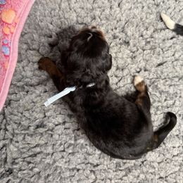 Carlos - Phantom male Bernedoodle puppy in Curtice, Ohio from The Pink Doghouse