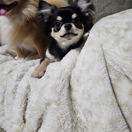 Chihuahua Puppies from Pretty Little Chis