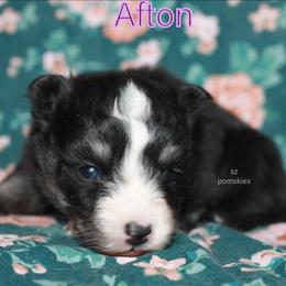 Afton - Black and white female Pomsky puppy in Mc Callsburg, Iowa from SZ Rolling Acres LLC
