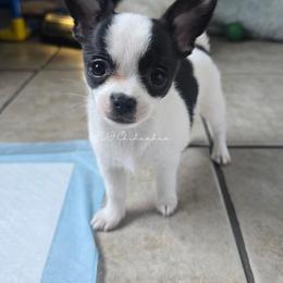 Belle - Black and white female Chihuahua puppy in Albuquerque, New Mexico from JVJ Chihuahua