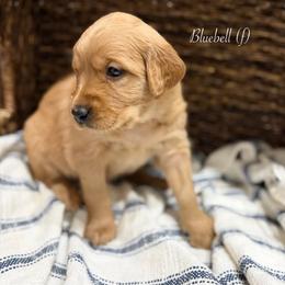 Bluebell - Golden female Golden Retriever puppy in Fruitland, Idaho from Bethel Retrievers
