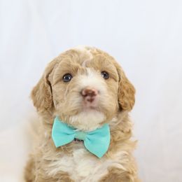 Poodle Puppies from Pugsley Poodles