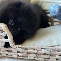 3lb Bleu - Black male Pomeranian puppy in Sacramento, California from Carousel Poodles & Pomeranians