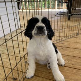 Screech - Black and white English Springer Spaniel puppy in Alabama from Blackberry Pond Springer Spaniels