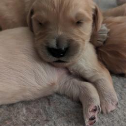 Golden Retriever Puppies from Goldens of Heritage Oaks
