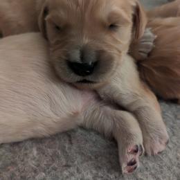 Golden Retriever Puppies from Goldens of Heritage Oaks