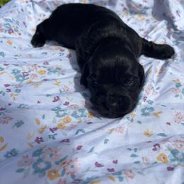 Panda - Black female Dachshund puppy in Altamonte Springs, Florida from Happy Tails Dachshunds