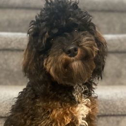 Shyla - Cockapoo