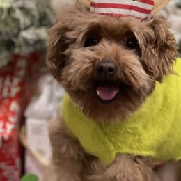 Goldendoodles from Parti Time Doods